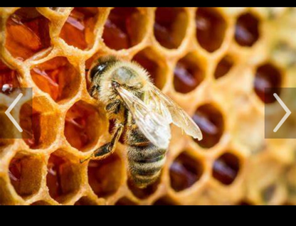 Bee Venom Eye Anti Aging Serum 15ml BeTTerSkin Holistics